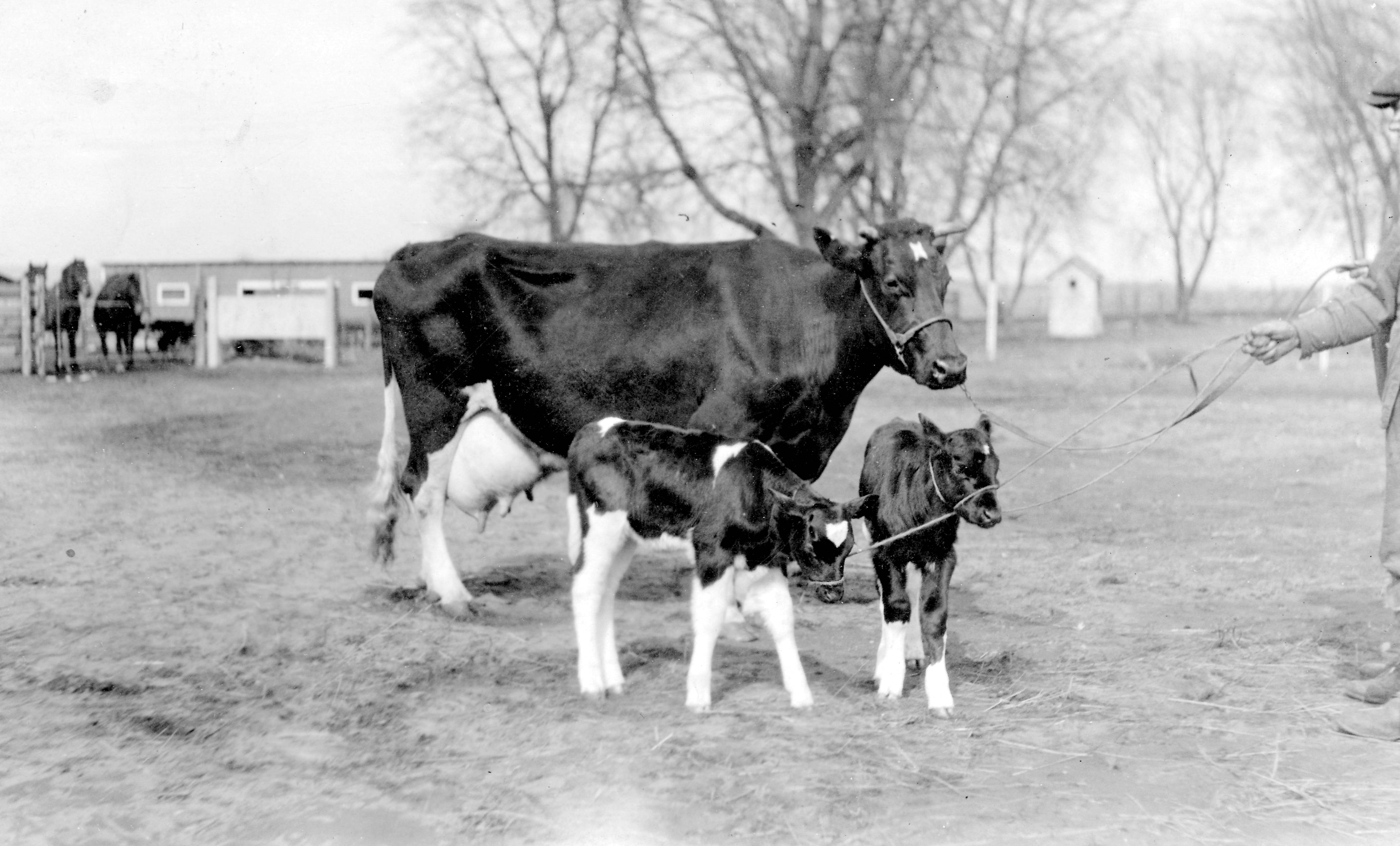 dairy cows and calves in field